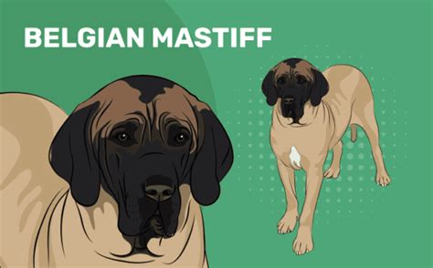 Belgian Mastiff: Pictures, Info, Temperament & Traits | Pet Keen