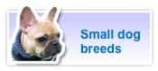 Dog breeds originating in Egypt(1) - Dog-sweet