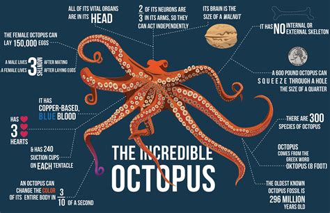 The Incredible Octopus Infographic on Behance | Octopus, Marine biology ...
