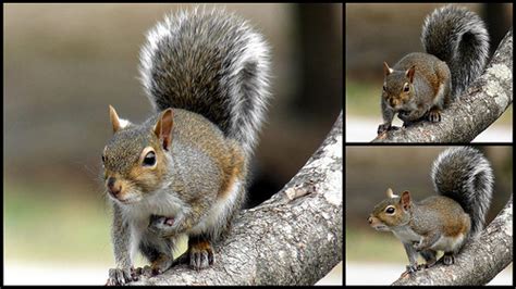 Mammal, Gray Squirrel | NCpedia