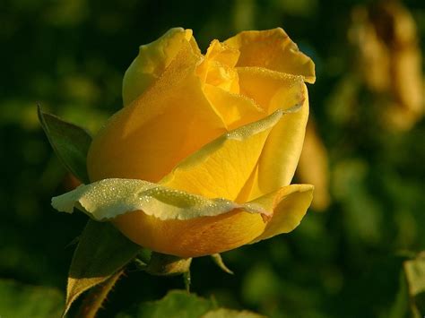 Rose Yellow Flower · Free photo on Pixabay