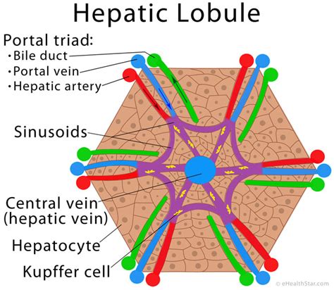 Conditions for the Image Use | eHealthStar