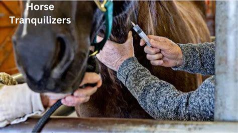 Horse Tranquilizers: Understanding Their Uses, Safety, and Impact