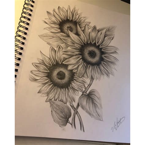 Sunflower Drawings In Pencil