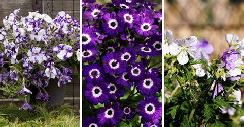 15 Purple & White Flowers to Beautify Your Garden