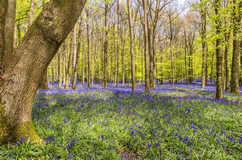 The best forest and woodland walks in the UK | London Evening Standard | Evening Standard