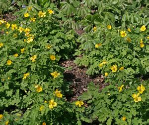 Celandine Poppy, Stylophorum diphyllum – Wisconsin Horticulture