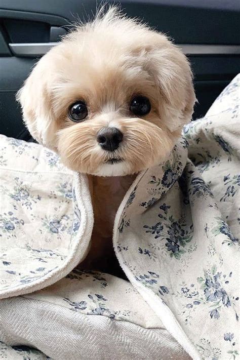 Top 10 cutest dog breeds — small cutest dogs we can’t get enough of – Artofit