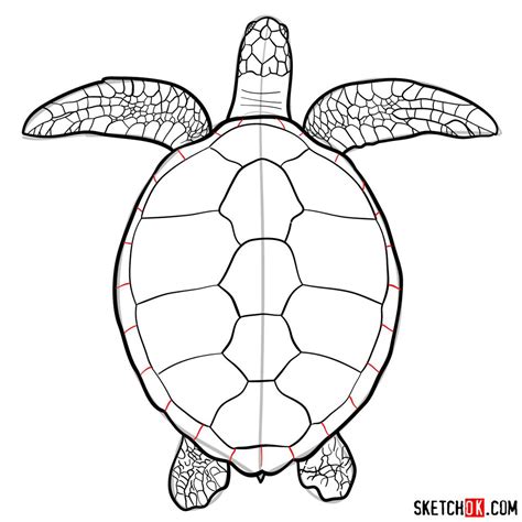 How to draw a Sea Turtle (view from the top) - Sketchok easy drawing guides