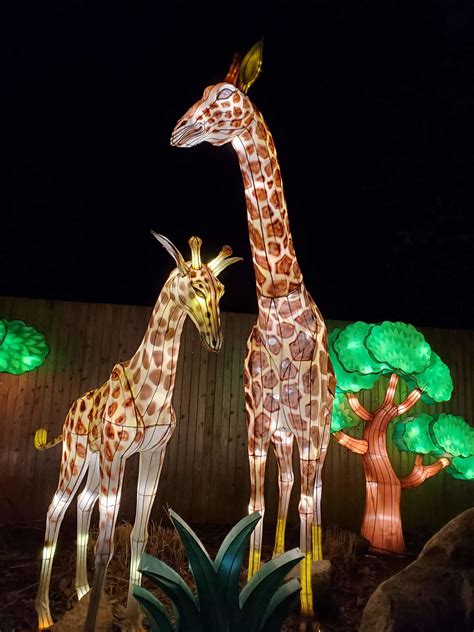 IllumiNights at the Zoo: A Chinese Lantern Festival | Official Georgia Tourism & Travel Website ...