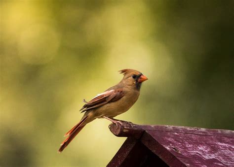 Northern Cardinal Redbird Bird - Free photo on Pixabay - Pixabay