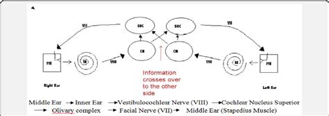 Auditory Reflex Pathway