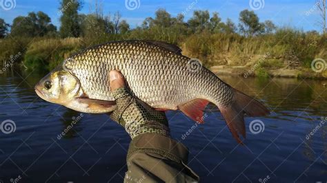 Ide Fish in the Hands of the Angler. Stock Image - Image of clous, hand ...