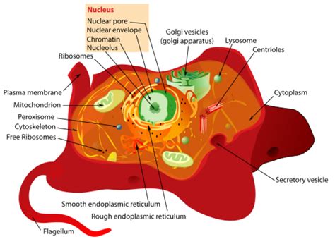 Eukaryotic Animal Cell Diagram Labeled