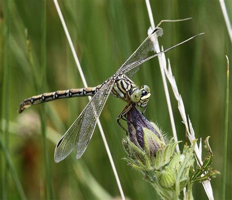 Gomphidae - Clubtails | Wildlife Journal Junior