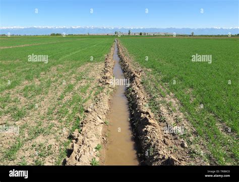 An irrigation ditch crossing a barley field in Kyrgyzstan Stock Photo - Alamy