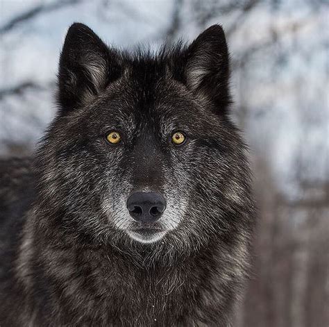 Ferocity of the Black Timber Wolf 🐺 Amazing Facts: Wolves travel in packs, with about ten total ...