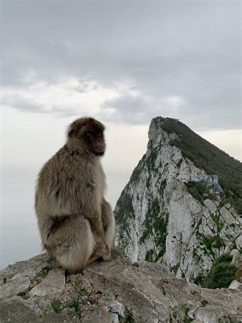 Monkey in Gibraltar : r/natureporn