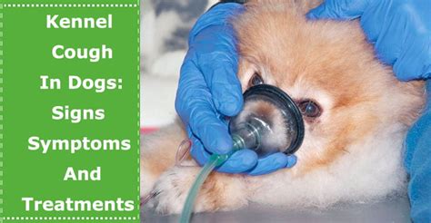 Kennel Cough In Dogs: Signs, Symptoms And Treatments - PetXU