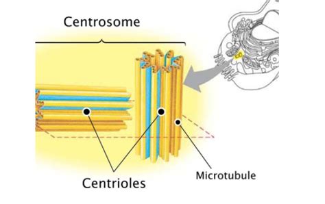 Function of Centrosome is(a) Initiation of cell division (b) Inhibition of cell division (c ...