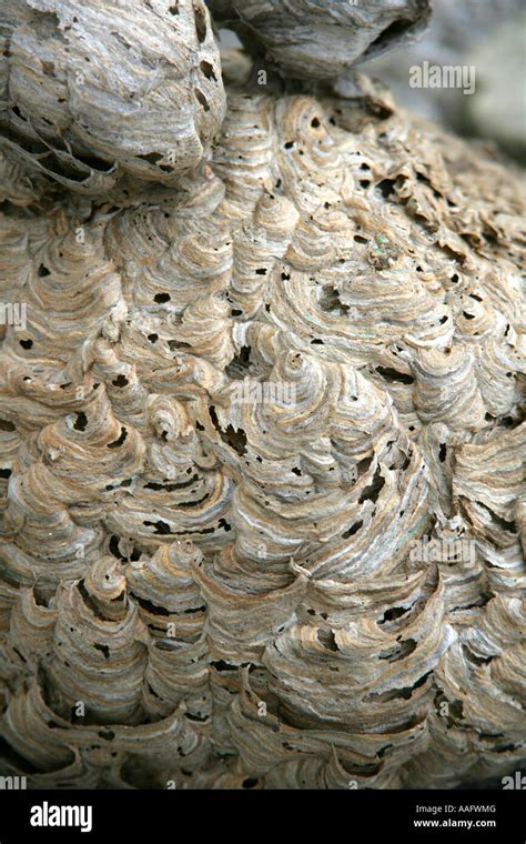 big hornet, wasp nest Stock Photo - Alamy