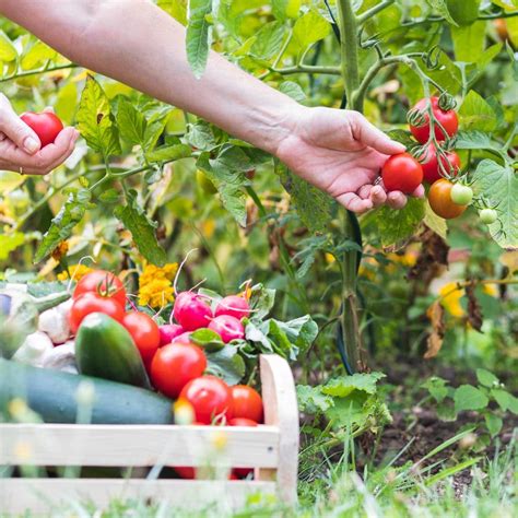 Don’t Grow These Vegetables Next to Each Other | Backyard vegetable ...