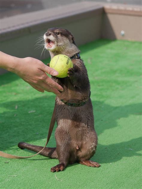 The otter is playing : r/Otters