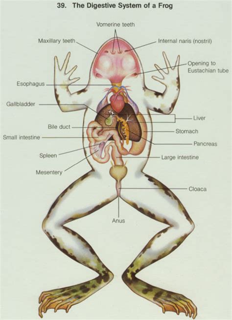 oglinotho: circulatory system of frog