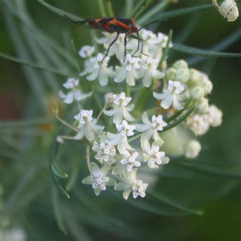 Asclepias verticillata | Sandy's Plants