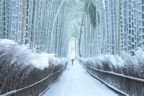 Arashiyama Bamboo Grove in winter - Inside Kyoto