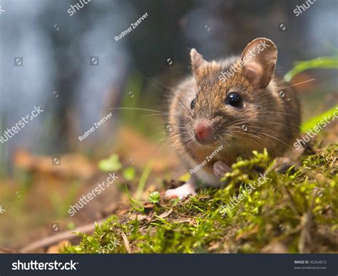 Wild Wood Mouse In Natural Habitat Stock Photo 95264815 : Shutterstock