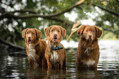 Les meilleures races de chiens pour la baignade et les activités aquatiques