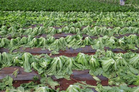 Harvesting mustard green stock image. Image of farming - 67150043