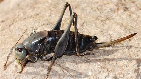 Mormon crickets on the move again in Nevada