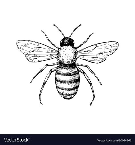 Honey bee vintage vector drawing. Hand drawn isolated insect sketch ...