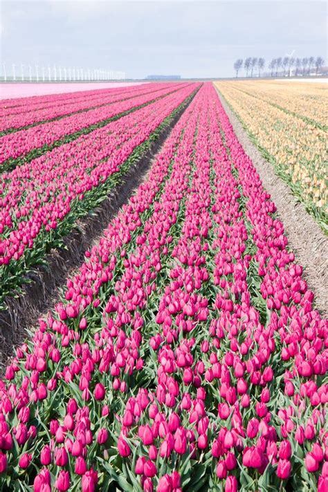 Dutch Cultivation of Tulip Flower Bulbs in Spring Stock Image - Image ...