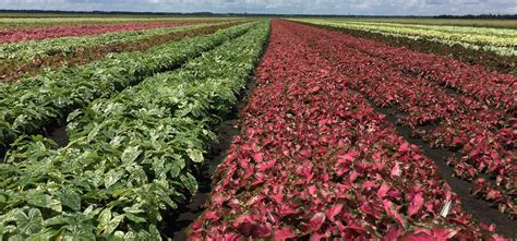 Home | The Caladium Festival, Lake Placid, FL