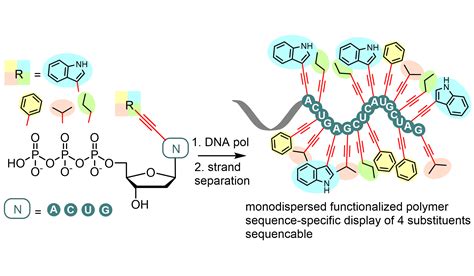 Enzymatic synthesis of hypermodified DNA