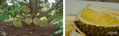 5 BEST DURIAN FRUITS VARIETIES IN DAVAO CITY