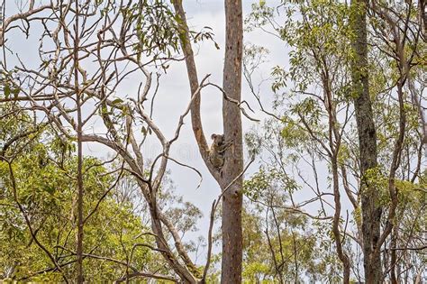 Australian Koala in Natural Habitat Stock Photo - Image of diet ...