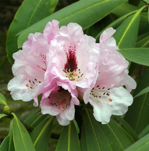 Pink Rhododendron 2 | First of the '09 season | Robert Cowie | Flickr