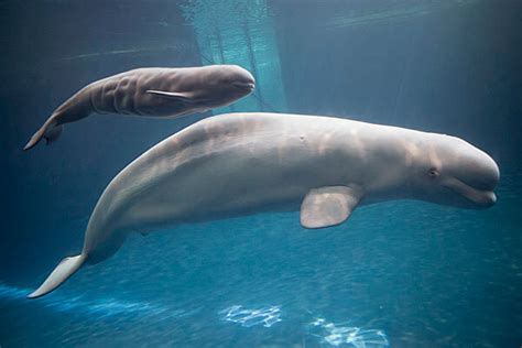 Baby beluga whale born at Chicago's Shedd Aquarium - CSMonitor.com