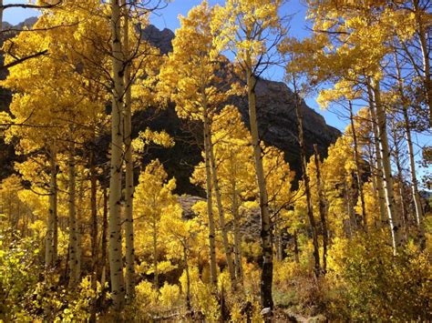 Pando, A Huge Grove Of Trees, Is The Largest Living Thing On Earth