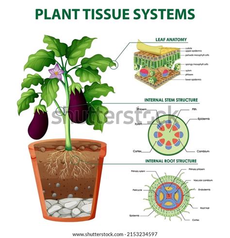 Diagram Showing Plant Tissue Systems Illustration Stock Vector (Royalty Free) 2153234597 ...