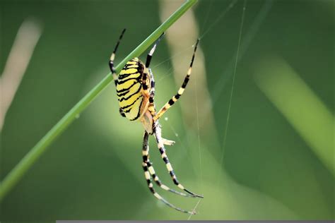 I know this is a yellow garden spider (or Argiope Aurantia) but I heard somewhere that they can ...