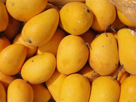 Mango---King of fruits---loved by kings and commoners