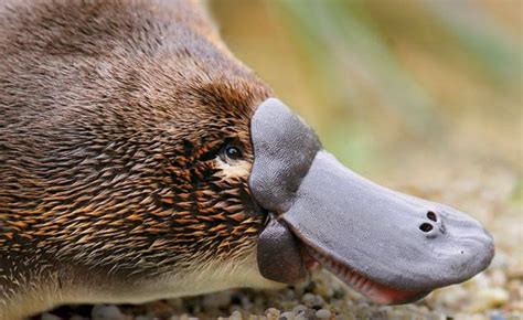 Wonders of the Animal Kingdom: The Duck Billed Platypus