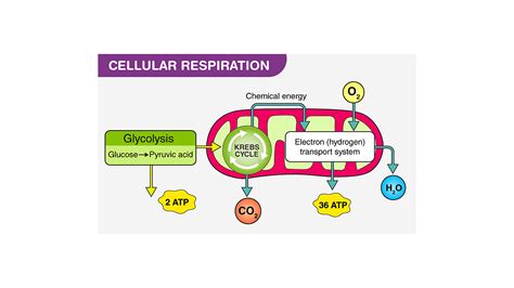 💣 Cellular respiration in humans. Cellular Respiration Overview & Examples. 2022-10-04