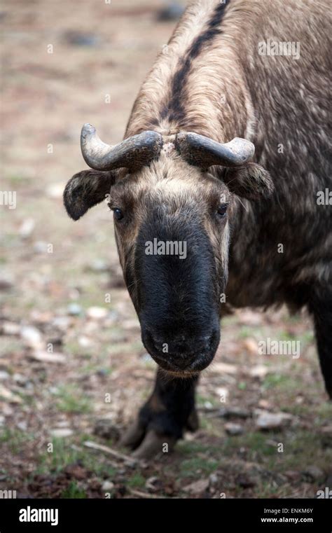 Bhutan national animal Takin (Budorcas taxicolor) national animal at ...