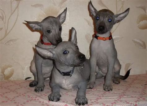 How to Choose a Xoloitzcuintle Puppy - PetTime